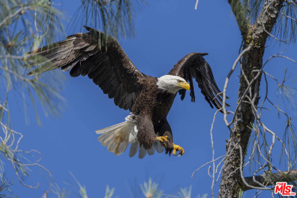 41924 Patrick Avenue