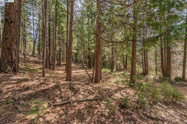 121 Mountain Aire Ln, Trinity Center CA: https://media.crmls.org/mediaz/9a505576-4d63-4b55-b175-4d060f6f67d9.jpg