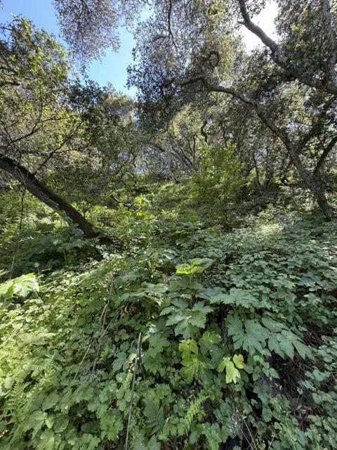 0 Bartlett Way, Belmont CA: https://media.crmls.org/mediaz/9b90a6a3-94d4-40b9-9488-6c5722a26af8.jpg