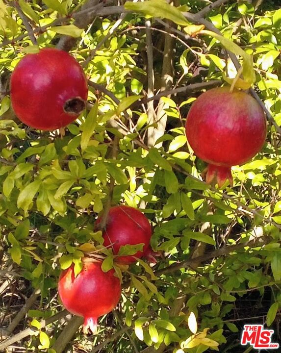 41 W Warner Street, Ventura CA: https://media.crmls.org/mediaz/9bd5097b-3943-4d02-a4e9-a80e56f28e5a.jpg