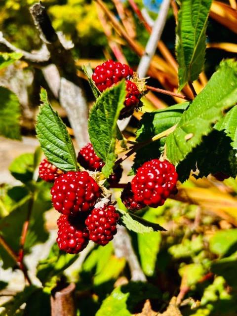 Image 13 of 24 For 520 Redwood Road