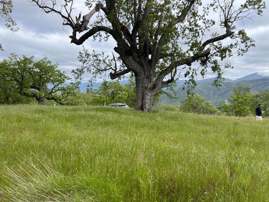 MLS #ML82007500 image #10