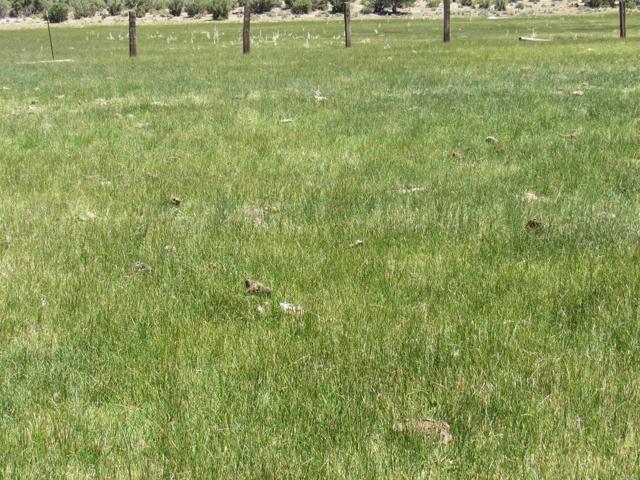 Detail Gallery Image 34 of 47 For 200 Acres Mccain Valley Rd, Boulevard,  CA 91905 - – Beds | – Baths