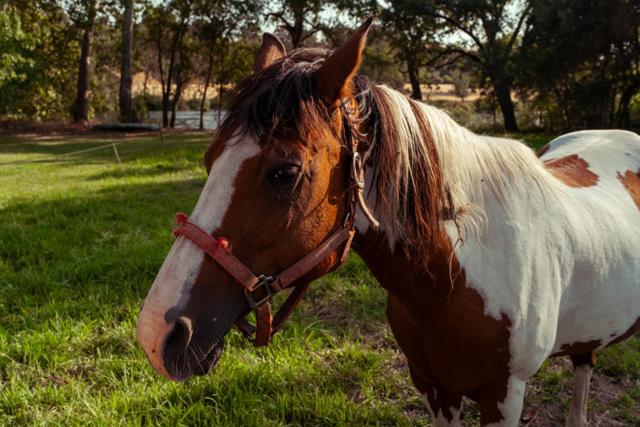 7555 Merced Falls Road, Snelling CA: https://media.crmls.org/mediaz/9c8b2e93-4b8d-4fab-a64f-5ba118276df1.jpg