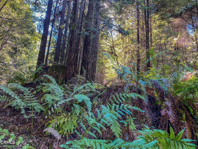 0 Irmulco Road, Willits CA: https://media.crmls.org/mediaz/9d14063a-6187-4096-b1e7-79dcf928e27c.jpg