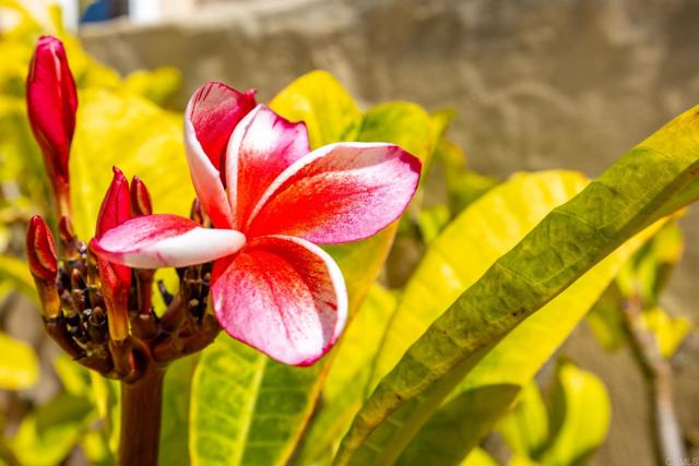 Detail Gallery Image 38 of 66 For 631 Concerto Glen, Escondido,  CA 92025 - 3 Beds | 2/1 Baths