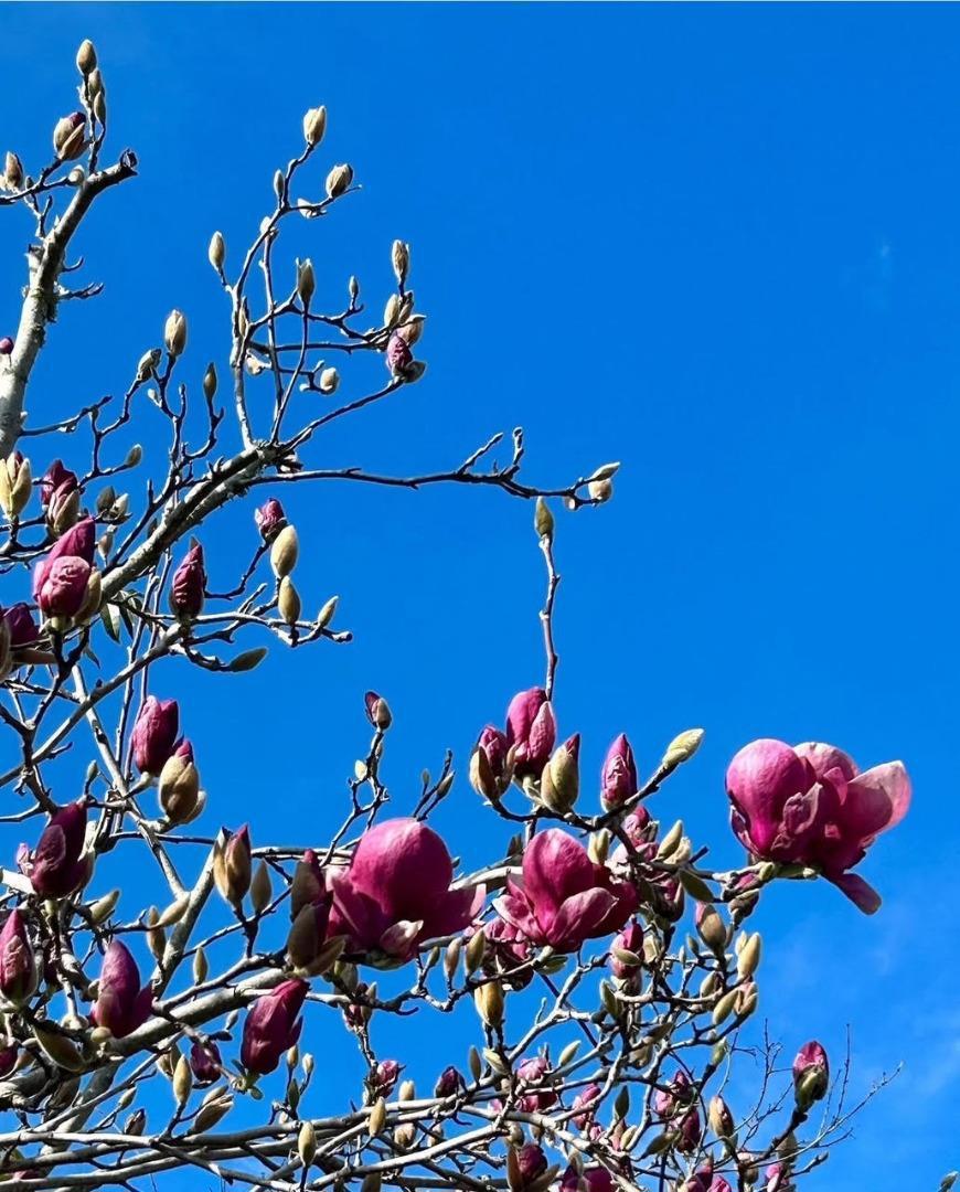 MLS #ML82027018 image #38