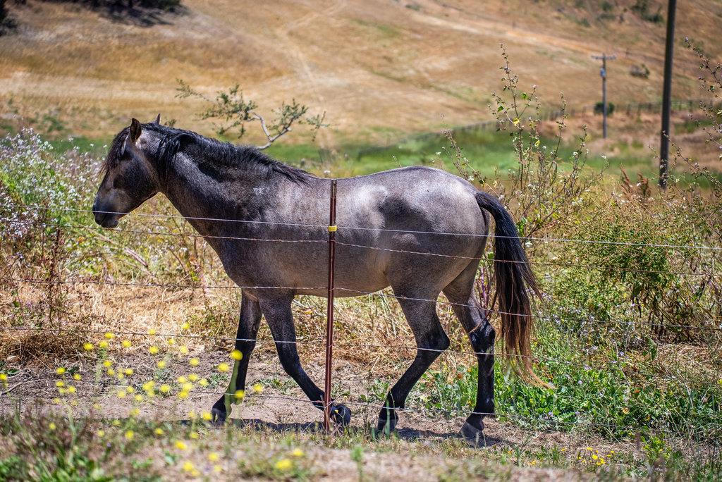 MLS #ML82007272 image #5