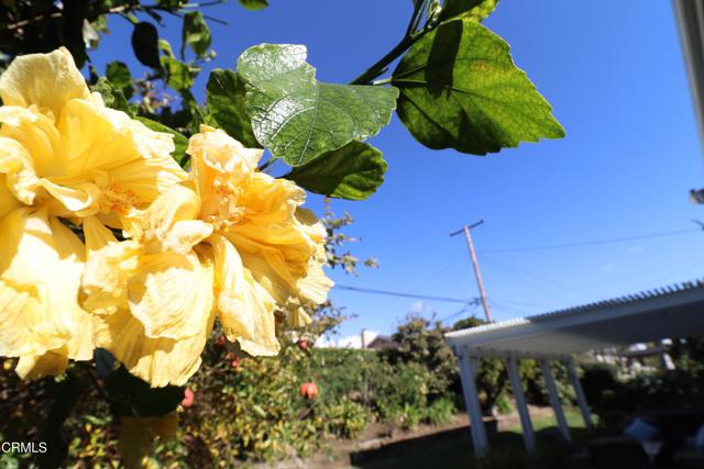 Detail Gallery Image 36 of 48 For 1519 Lyndhurst Ave, Camarillo,  CA 93010 - 4 Beds | 2 Baths