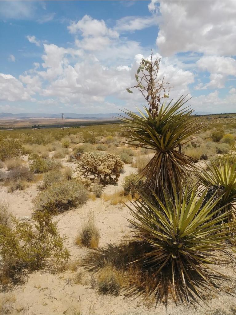 MLS #219137042PS image #12