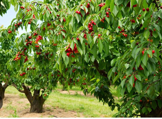 0 APN 841-38-029, Gilroy CA: https://media.crmls.org/mediaz/9e8ac0ad-d1ed-4a97-be09-7091ee974b04.jpg