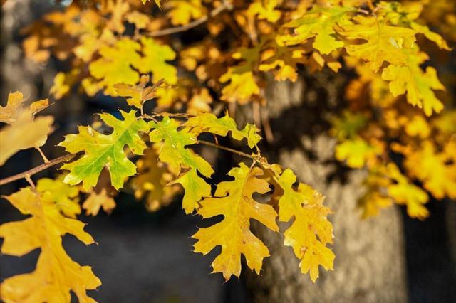 1614 S Colusa Drive, Big Bear CA: https://media.crmls.org/mediaz/9e924380-0888-4299-a369-53533caf400c.jpg