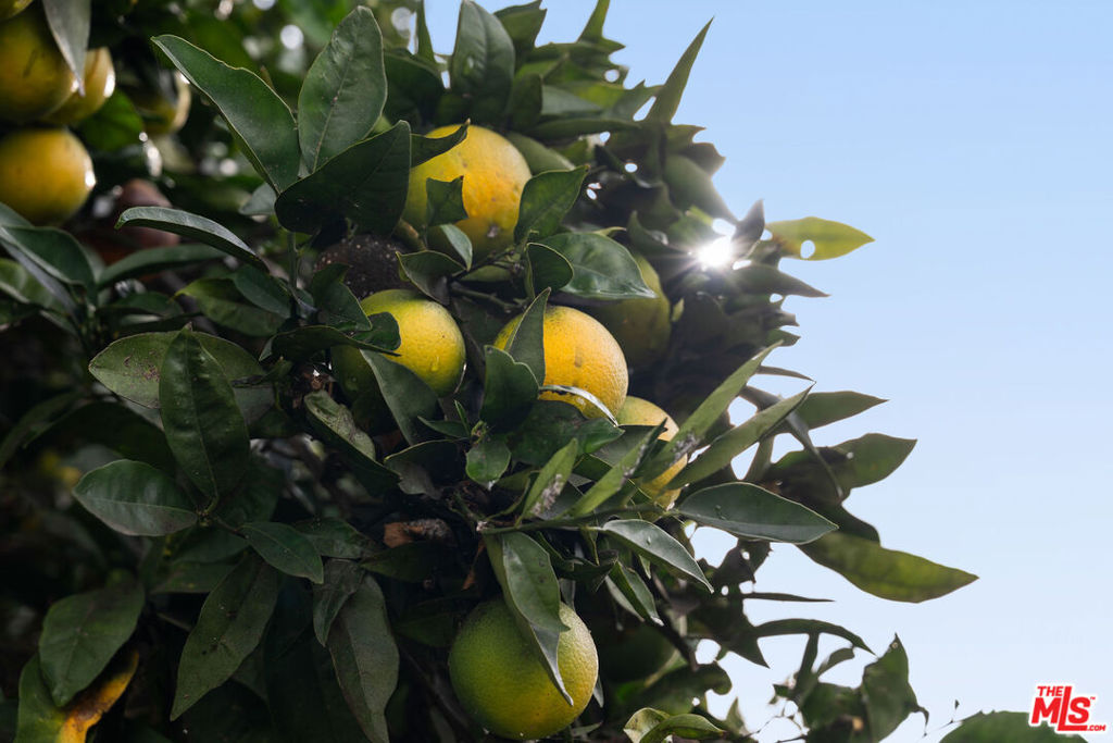 MLS #25621391 image #42