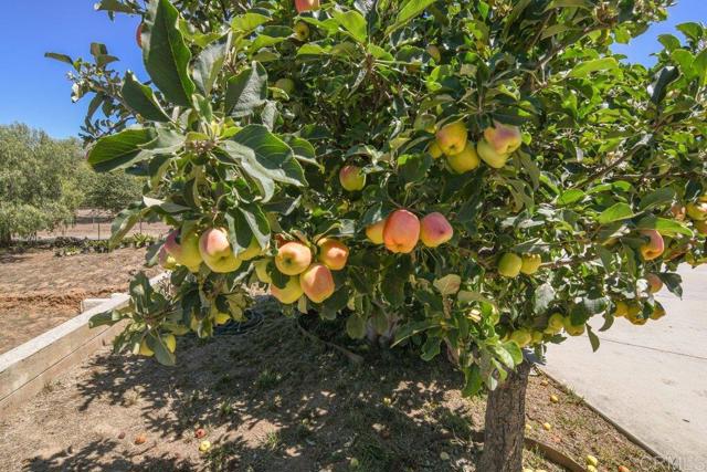 1736 Bellington Lane, Fallbrook CA: https://media.crmls.org/mediaz/9ebc52f7-cb72-4769-b150-049257d4d33f.jpg