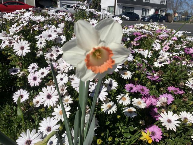 1152 Curtner Avenue, San Jose CA: https://media.crmls.org/mediaz/9f228244-392f-46eb-897c-b0dc58321fc7.jpg