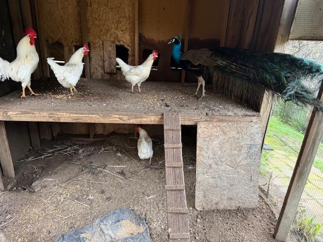 Image 22 of 31 For 18171 Berta Canyon Road