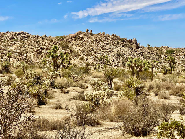 104 Bandera Road, Yucca Valley CA: https://media.crmls.org/mediaz/9f7b5cc5-44cd-4bf5-80ae-027d3255e108.jpg