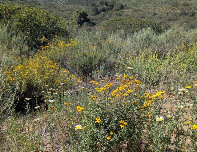 Detail Gallery Image 44 of 45 For 3333 Suncrest Bld, El Cajon,  CA 92021 - 5 Beds | 2 Baths