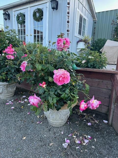 1537 School Road, San Juan Bautista CA: https://media.crmls.org/mediaz/9fe41077-6f42-4743-9c50-9c8311a28071.jpg