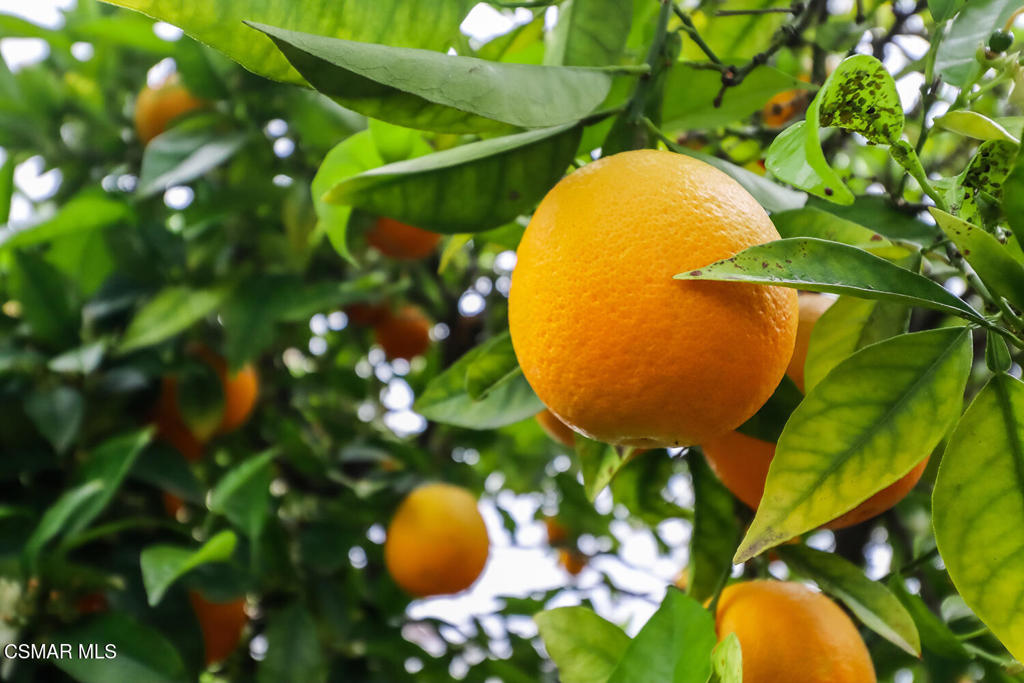 https://media.crmls.org/mediaz/a0217cc6-b233-4068-bb1c-839dd0591a7b.jpg?preset=X-Large