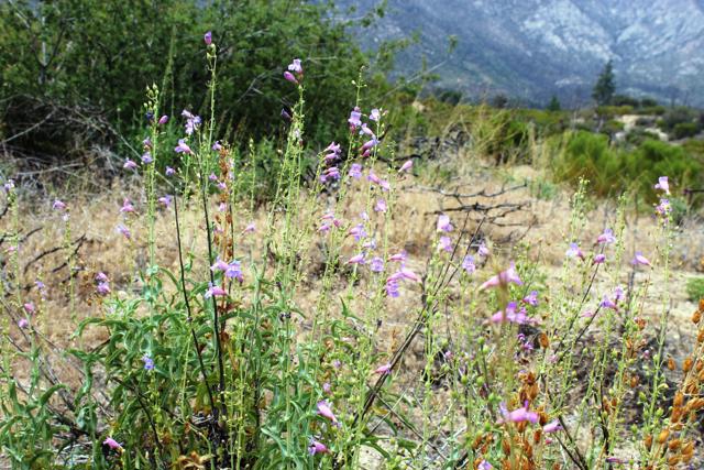 Image 4 of 22 For 0 Bonita Vista Road