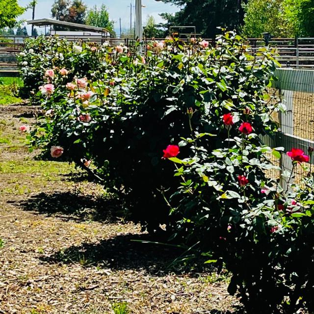 10495 Garcia Lane, Gilroy CA: https://media.crmls.org/mediaz/a099b691-3e7a-4a3d-b73f-ae606216be65.jpg