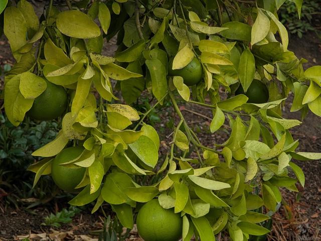 8774 Tommy Drive, San Diego CA: https://media.crmls.org/mediaz/a0f92b3c-d02e-4c05-afbe-6b201f193783.jpg