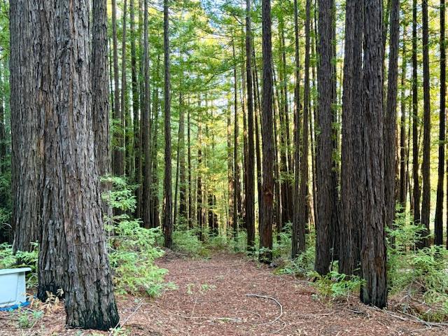 7175 Redwood Retreat Road, Gilroy CA: https://media.crmls.org/mediaz/a118c89d-3e10-453a-9e10-42725c6f45ad.jpg