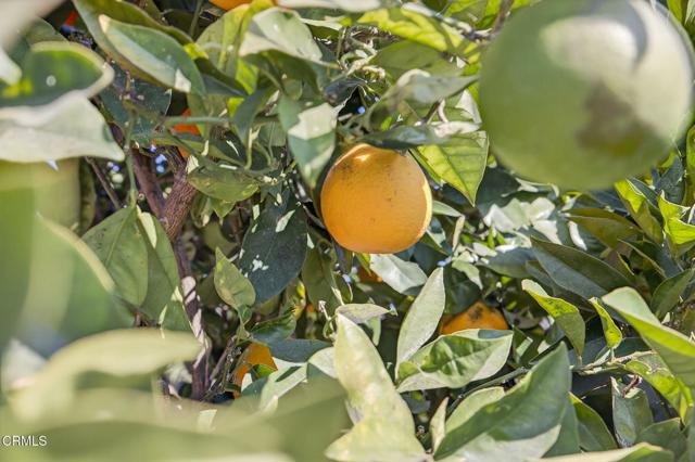 Detail Gallery Image 56 of 58 For 9466 Santa Maria St, Ventura,  CA 93004 - 4 Beds | 3 Baths