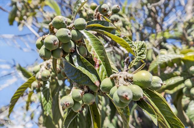 Detail Gallery Image 41 of 53 For 7451 Marmota Ct, Ventura,  CA 93003 - 3 Beds | 2 Baths