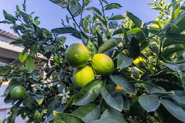 813 Pajaro Street, Salinas CA: https://media.crmls.org/mediaz/a2263de8-dfd2-48a7-adcd-c7eb680f23fc.jpg