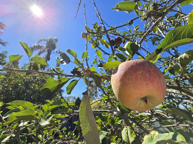 2344 Warmlands Ave, Vista CA: https://media.crmls.org/mediaz/a23949ab-1b98-4e02-bd59-08330b22ff5b.jpg