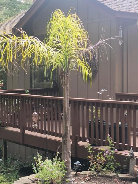 1380 Amaya Ridge Road, Soquel CA: https://media.crmls.org/mediaz/a259bf6c-6fb5-40d0-b8af-4fc60b269ed7.jpg