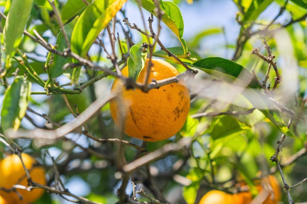 https://media.crmls.org/mediaz/a375966d-e72e-4973-85d8-ac0f2cc21671.jpg?preset=X-Large