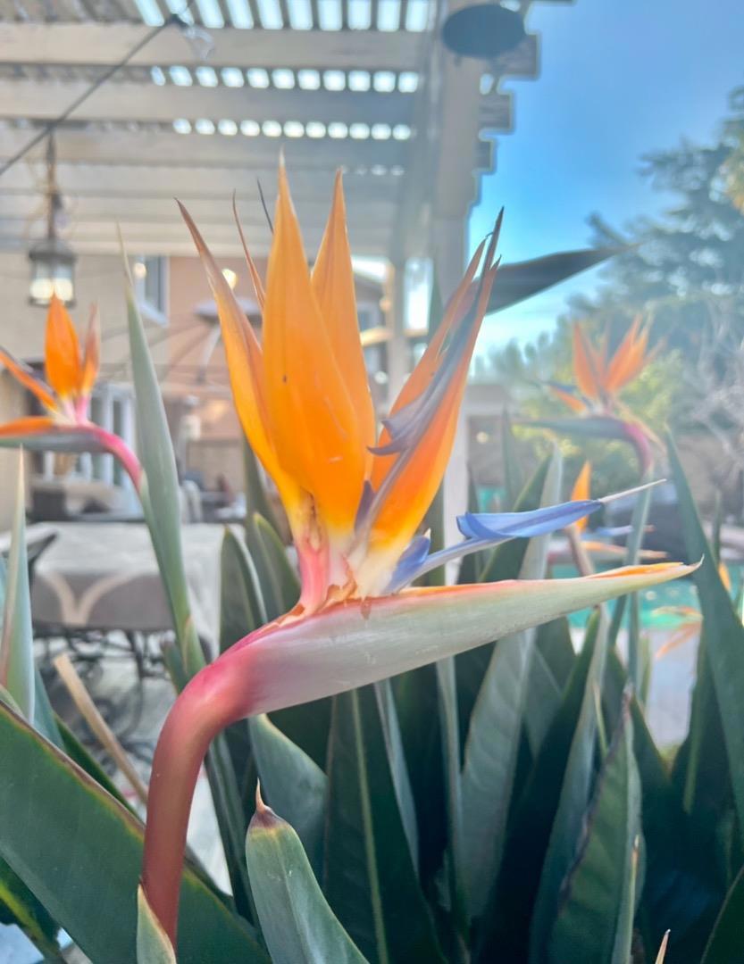 https://media.crmls.org/mediaz/a377f0fd-010b-4936-9122-e2d60ce2cd63.jpg?preset=X-Large