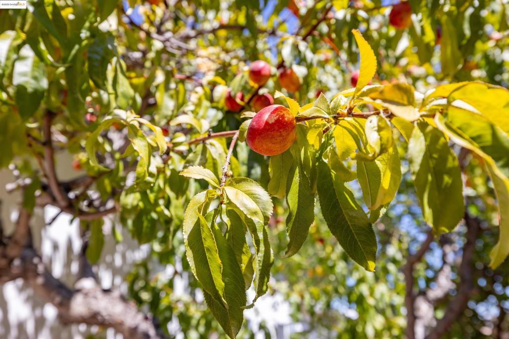 MLS #41116487 image #48