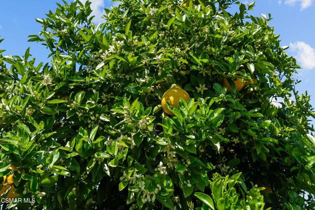 5682 Pine Grove Road, Santa Paula CA: https://media.crmls.org/mediaz/a4151399-637a-459b-889f-bd56d609bd87.jpg