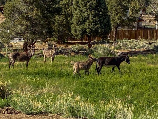 550 Eagle Ridge, Big Bear CA: https://media.crmls.org/mediaz/a448812a-4dd5-4694-b137-1edd0ea81336.jpg