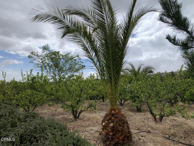 9020 Pionero Road, Pinon Hills CA: https://media.crmls.org/mediaz/a4a68079-8b1d-4088-b144-a903e9b3943a.jpg