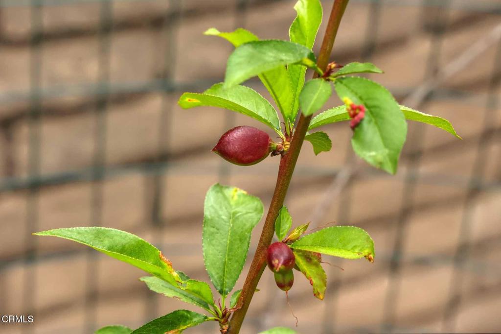 MLS #P1-21999 img 35