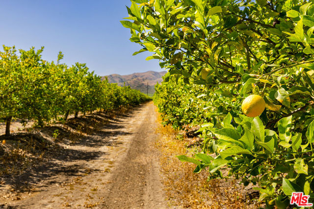 13721 W Telegraph Road, Santa Paula CA: https://media.crmls.org/mediaz/a5a8197b-d19b-4e4c-bbce-701ec48ecdf9.jpg