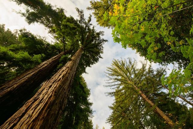 214 Teilh Drive, Boulder Creek CA: https://media.crmls.org/mediaz/a5b93b4e-12bd-481b-a1e6-38fe5a44fc7e.jpg