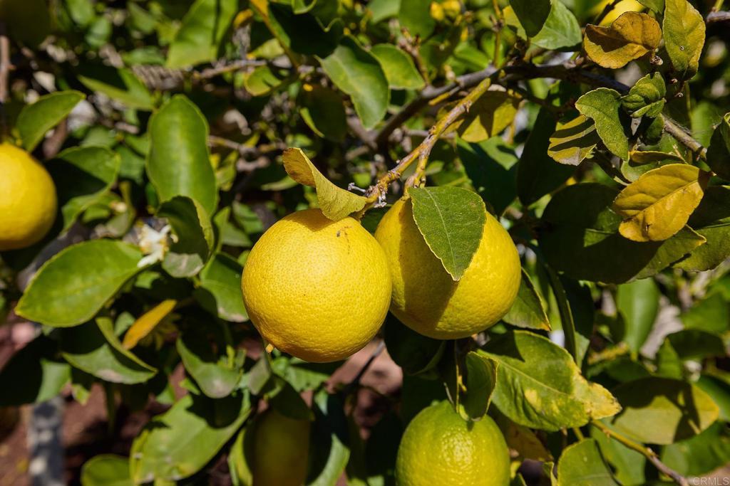https://media.crmls.org/mediaz/a5f0cf8b-1e0b-4b30-a13e-18e56a4a5795.jpg?preset=X-Large