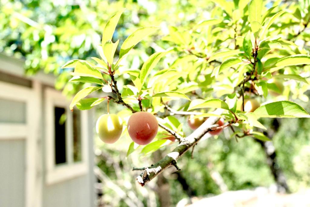 https://media.crmls.org/mediaz/a6f63e72-5126-44a7-9a30-69b6c99774d4.jpg?preset=X-Large