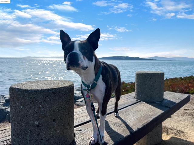 3 Harbor View Dr, Richmond CA: https://media.crmls.org/mediaz/a79ff7ad-ec72-455c-9068-e19d17ecf3dd.jpg