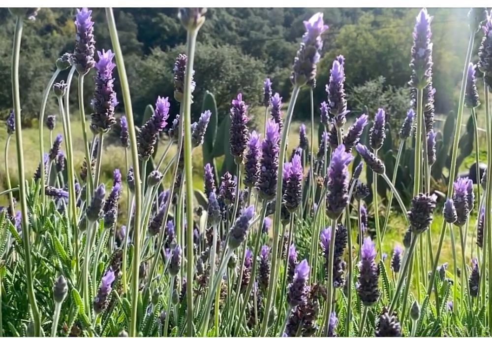 MLS #NDP2410465 image #26