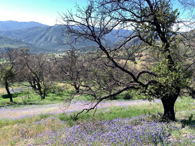 0 Cachagua, Carmel Valley CA: https://media.crmls.org/mediaz/a8527351-6570-4a08-b14f-a7fc0fae1b9d.jpg