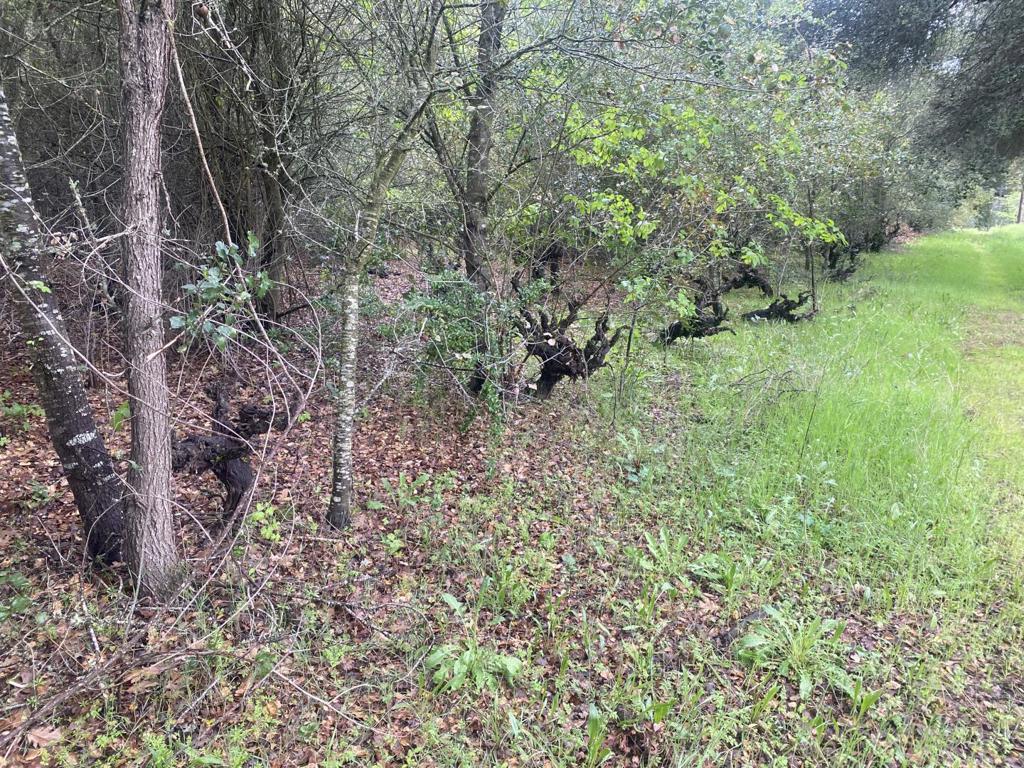 MLS #ML82003363 img 5