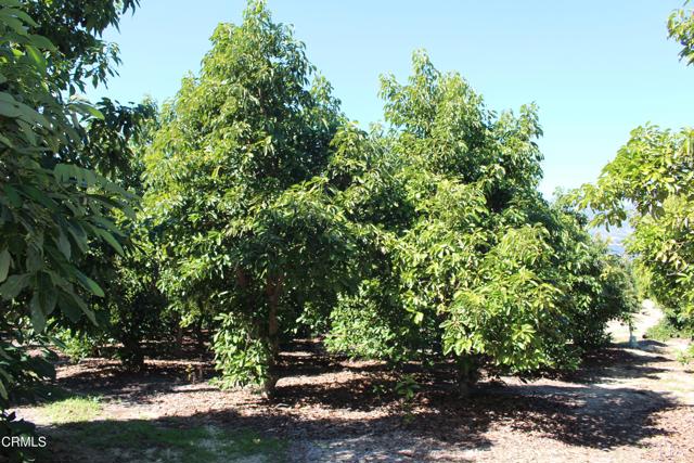 Detail Gallery Image 5 of 41 For 1550 Santa Paula St, Fillmore,  CA 93015 - 3 Beds | 1 Baths