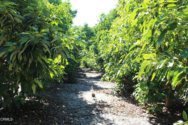 Detail Gallery Image 7 of 41 For 1550 Santa Paula St, Fillmore,  CA 93015 - 3 Beds | 1 Baths